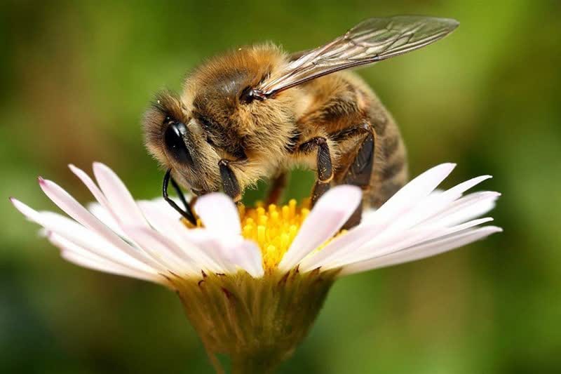 راه اندازی زنجیره ارزش محصولات زنبور عسل در مازندران