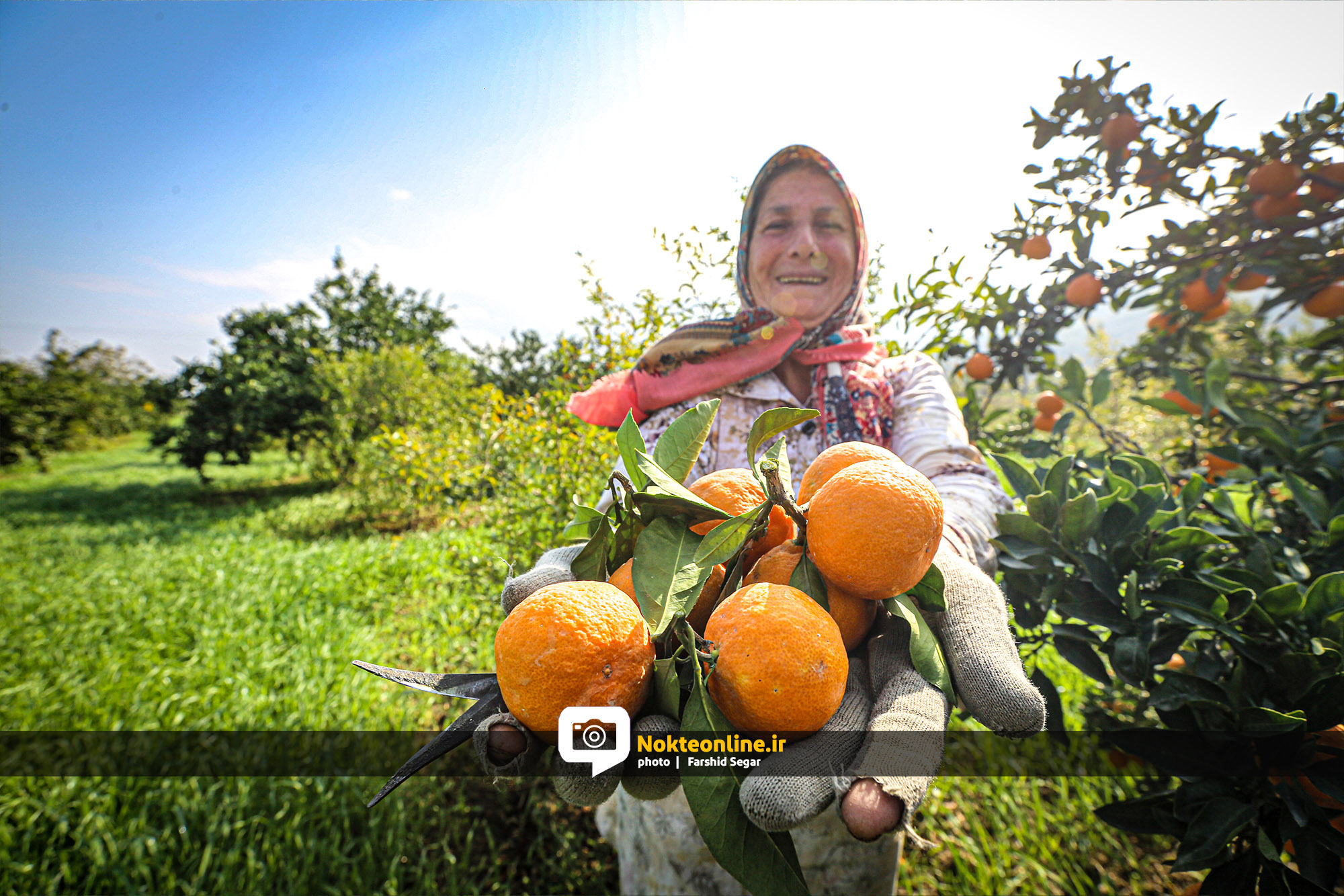 تصاویر/ لبخند زنان روستایی پای درختان نارنگی