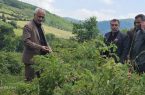 تولید ۸۰۰ تن گل محمدی در ساری