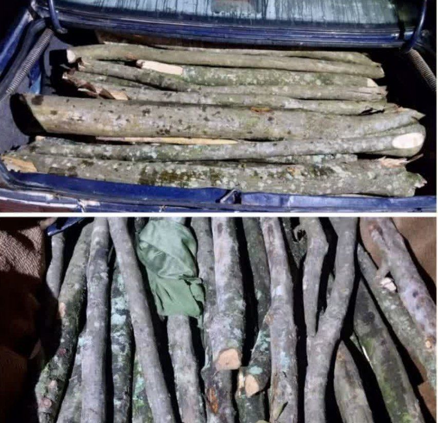 کشف و ضبط چوب قاچاق جنگلی در شهرستان میاندورود
