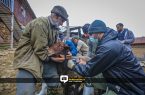 واکسیناسیون ۳ میلیون راس دام مازندران علیه تب برفکی