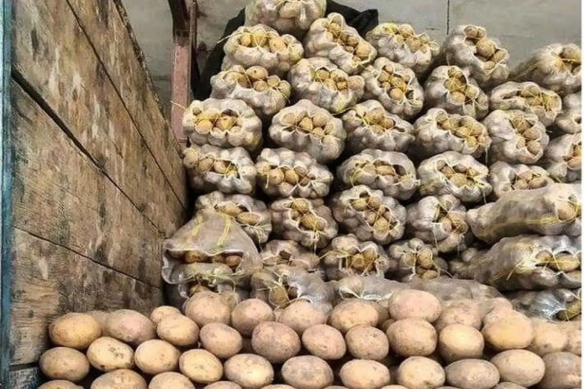 تشکیل پرونده 689 میلیارد ریالی برای متصدی یک انبار سیب زمینی