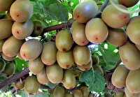 تنکابن، رکوردار تولید کیوی در مازندران