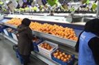 ۱۵۰۰ تن کالای تنظیم بازاری در مازندران؛ عرضه از ۲۰ اسفند