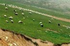 لزوم مدیریت درست جنگل و مرتع سوادکوه
