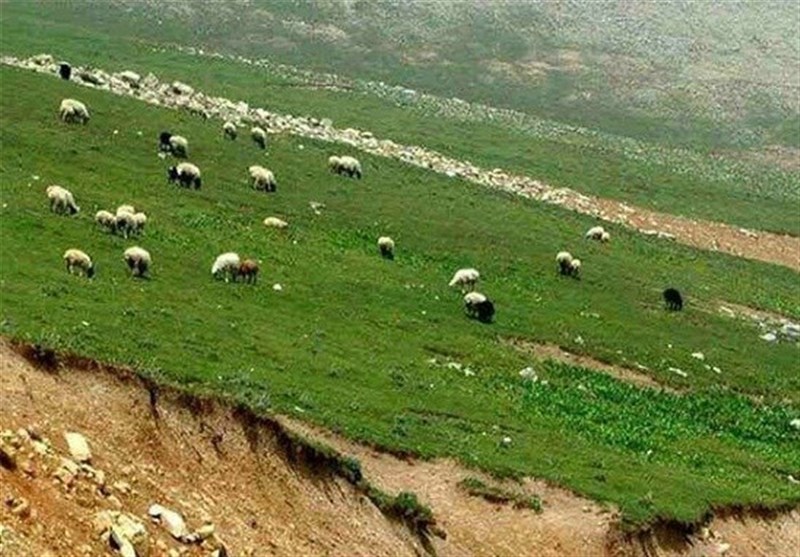 لزوم مدیریت درست جنگل و مرتع سوادکوه
