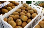 ۴۰ تن کیوی از مازندران برای تنظیم بازار به پایتخت ارسال شد