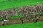 تابستان در زمستان مازندران؛ هوای شمال گرم‌تر می‌شود