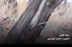 ثبت تصویری از یک قلاده سیاه گوش در منطقه حفاظت شده چالوس