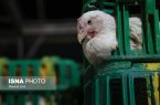 مازندران ۱۳ درصد گوشت مرغ کشور رو تامین می‌کند