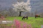 شکوفه‌های بهاری در سوادکوه