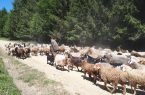 آئین سنتی قرق شکنی دامداران غرب مازندران برگزار شد