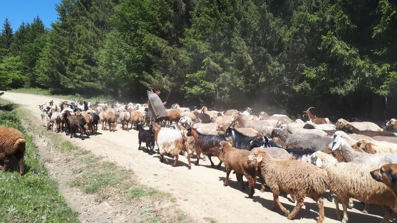 آئین سنتی قرق شکنی دامداران غرب مازندران برگزار شد