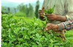 خوش‌بینی صادرکنندگان چای هند به بازار بزرگ ایران