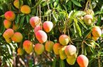 هسته‌ای در کشاورزی ـ 4| کاهش مؤثر ضایعات با پرتودهی هسته‌ای