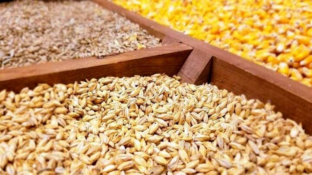 ۲۵۰۰ تن جو با نرخ دولتی بین دامداران مازندران توزیع شد