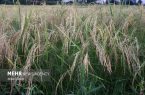 شالیزارهای مازندران در مرحله خوشه دهی و برداشت هستند