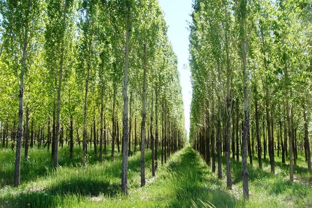 ۷۰۰۰ هکتار از اراضی ملی برای زراعت چوب به مردم واگذار می‌شود