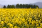 امید در دشت های زرد و طلایی مازندران؛ کلزا به بار نشست