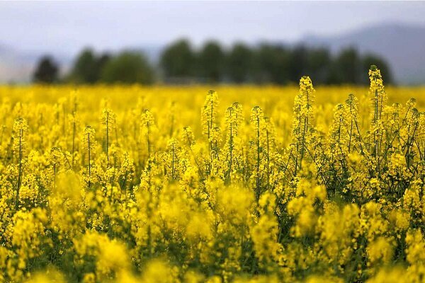 امید در دشت های زرد و طلایی مازندران؛ کلزا به بار نشست
