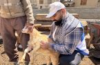 ۹۳۴ هزار راس دام در مازندران واکسینه شدند