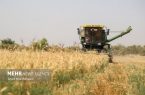خرید تضمینی گندم در مازندران به ۶۰ هزار تن رسید