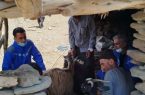اجرای رزمایش جهاد دامپزشکی شهدای اقتدار در روستاهای شهرستان نور