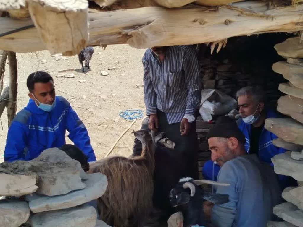 اجرای رزمایش جهاد دامپزشکی شهدای اقتدار در روستاهای شهرستان نور