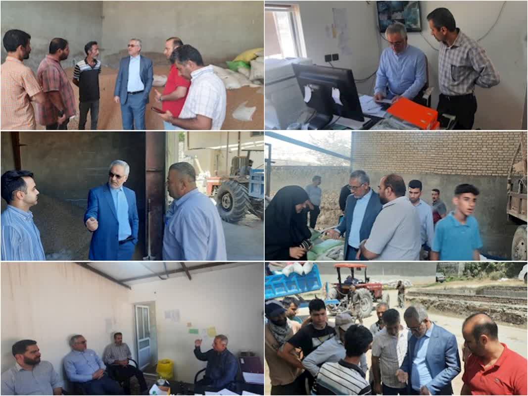 خرید تضمینی ۸۰ هزارتن گندم در استان مازندران