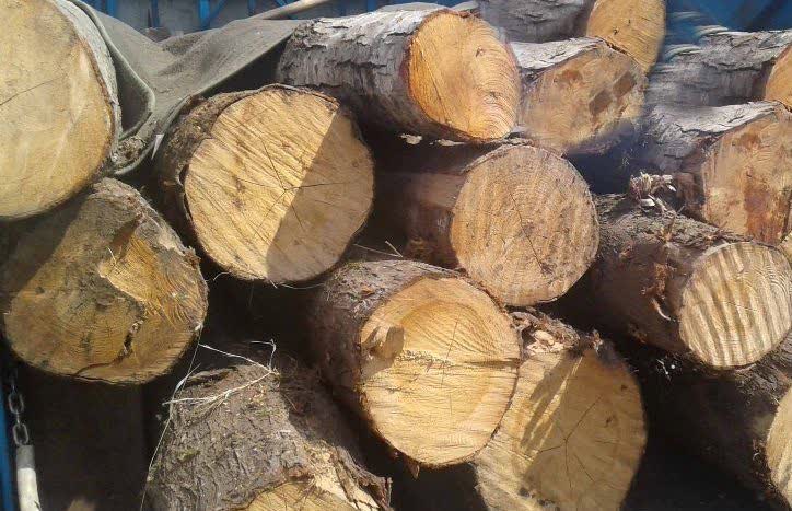 کشف 14 تن چوب جنگلي قاچاق در جويبار